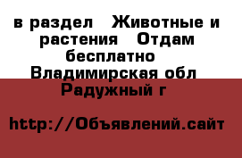  в раздел : Животные и растения » Отдам бесплатно . Владимирская обл.,Радужный г.